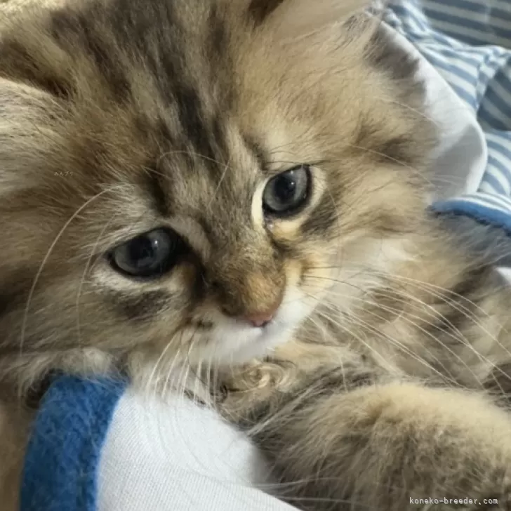 ID：2507-01582の子猫