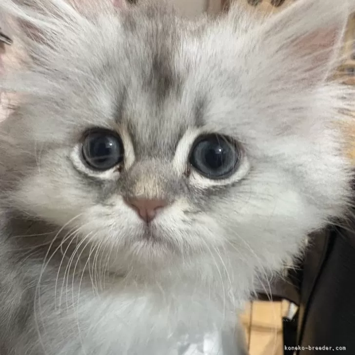 ID:2504-02829の子猫