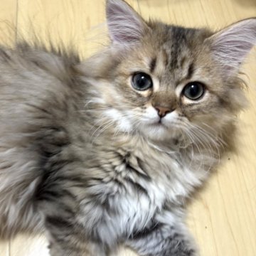 ミヌエット(短足)【愛知県・男の子・2025年3月22日・チンチラシェーテッドゴールデン（フワッフワの柔らかい長毛です）】の写真「触った瞬間からゴロゴロ言っちゃう可愛い子🩷」