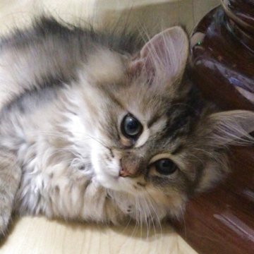 ミヌエット(短足)【愛知県・男の子・2026年5月27日・チンチラゴールデン（ふんわり柔らかいふわふわな毛並）】の写真「人懐っこい甘え上手な男の子」