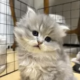 ミヌエット(短足)