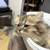 ミヌエット