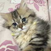 ミヌエット(長足)