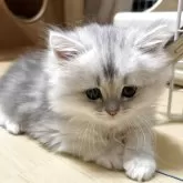 ミヌエット(短足)