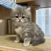 ミヌエット(短足)