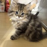 ミヌエット(長足)