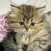 ミヌエット(短足)