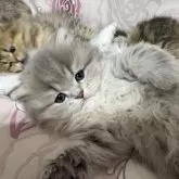 ミヌエット(短足)