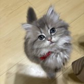 ミヌエット(短足)