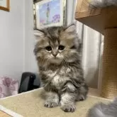 ミヌエット(長足)