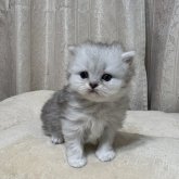 ミヌエット(短足)