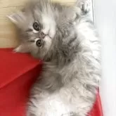 ミヌエット(短足)