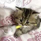 ミヌエット(長足)