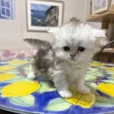 ミヌエット(短足)【愛知県・女の子・2026年3月5日・チンチラシルバー】の写真6「おもちゃにも興味出てきましたよ✌️」