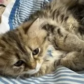 ミヌエット(長足)【愛知県・男の子・2025年6月1日・ブラウンタビー】の写真10「このまま寝る💤のかな😴可愛い😍」