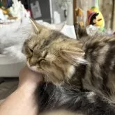 ミヌエット(長足)【愛知県・男の子・2025年6月1日・ブラウンタビー】の写真11「撫でられのが大好きなんです」