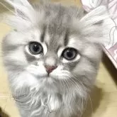 ミヌエット(短足)【愛知県・女の子・2025年3月22日・ブルーチンチラゴールデン】の写真4「人とも猫とも遊ぶの大好き！美人ちゃんと暮らしませんか？☝️」