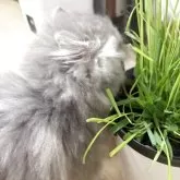 ミヌエット(短足)【愛知県・女の子・2025年3月22日・ブルーチンチラゴールデン】の写真5「お顔も性格も可愛いんです🤭猫草のおやつ食べてます❣️」