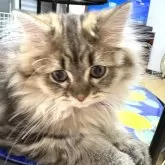 ミヌエット(長足)【愛知県・男の子・2025年6月1日・ブラウンタビー】の写真14「夜は一緒に寝たいにゃ💫」