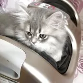 ミヌエット(短足)【愛知県・女の子・2025年3月22日・ブルーチンチラゴールデン】の写真9「私たちのマッサージ機がお気に入りの場所なんです😆」