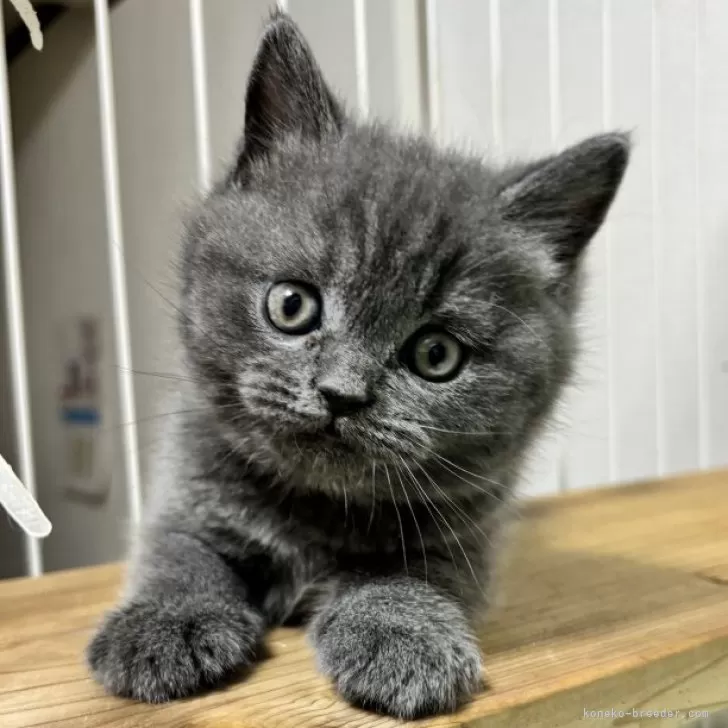 ID：2410-02639の子猫
