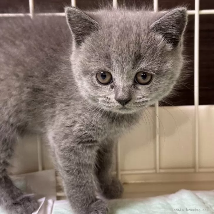 ID：2401-01942の子猫
