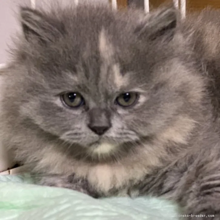 ID:2310-02531の子猫