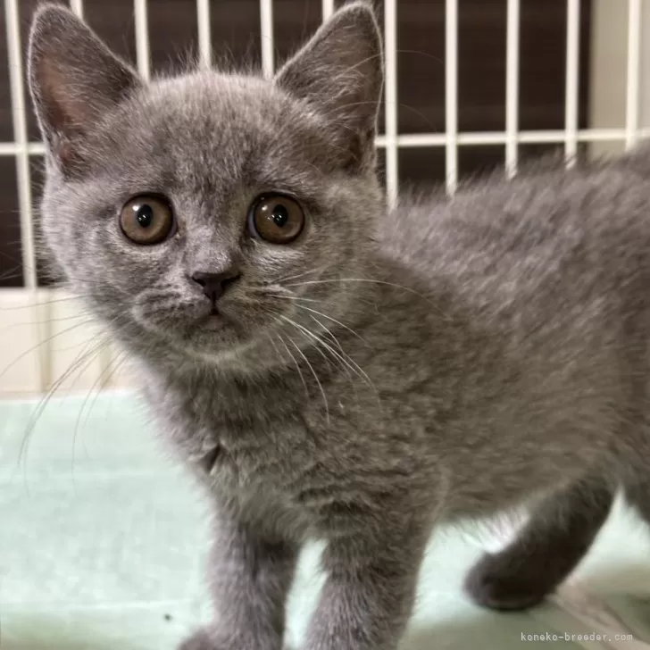 ID:2312-00177の子猫