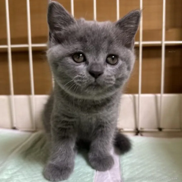 ID：2308-02723の子猫