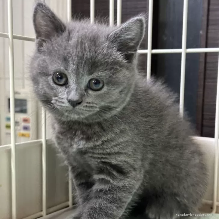 ID:2401-01945の子猫