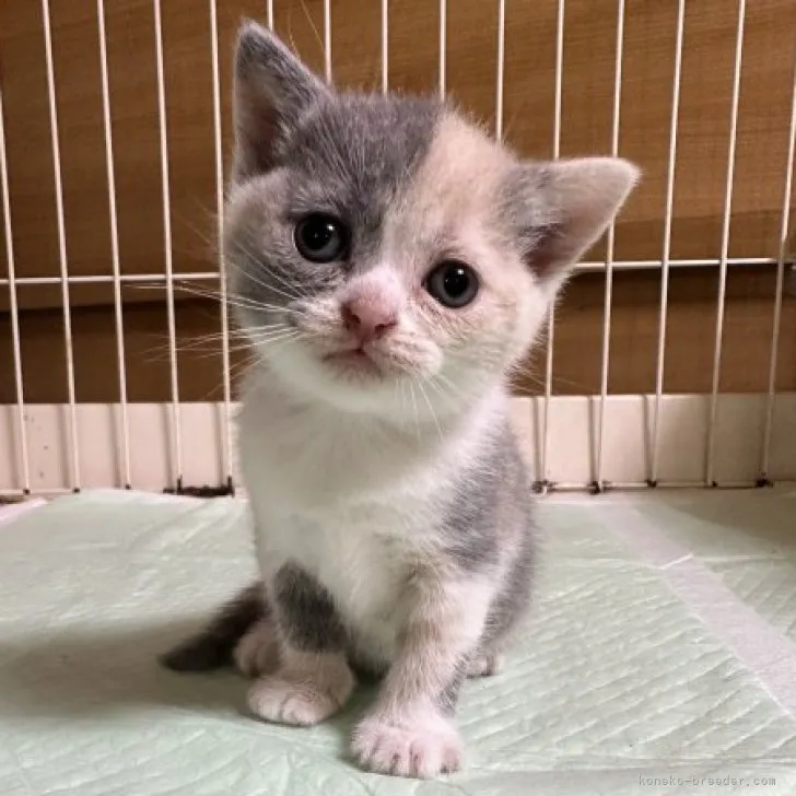 ID：2309-00127の子猫