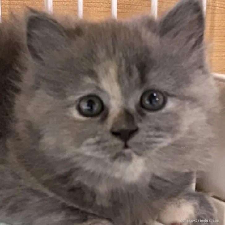 ID:2310-02533の子猫