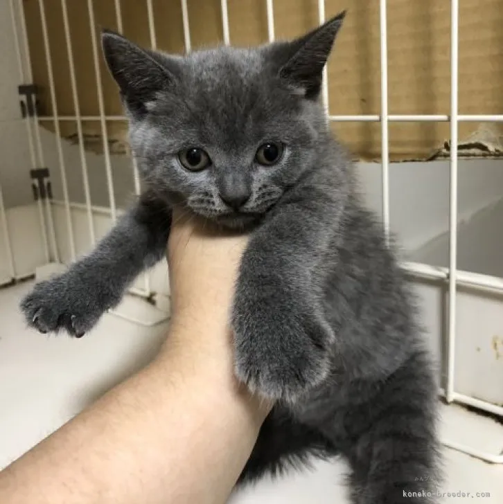 ID：2309-02347の子猫