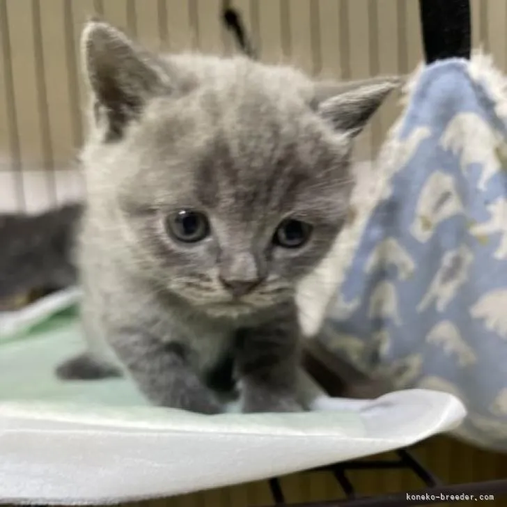ID：2302-00418の子猫