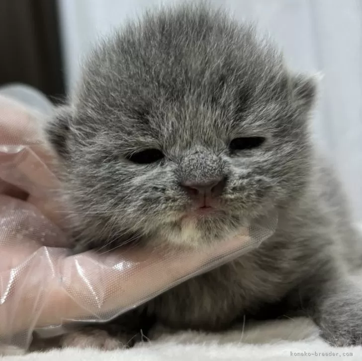 ID：2405-02073の子猫