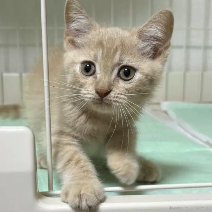 ID：2406-03390の子猫