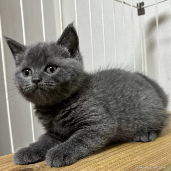ID：2410-02637の子猫