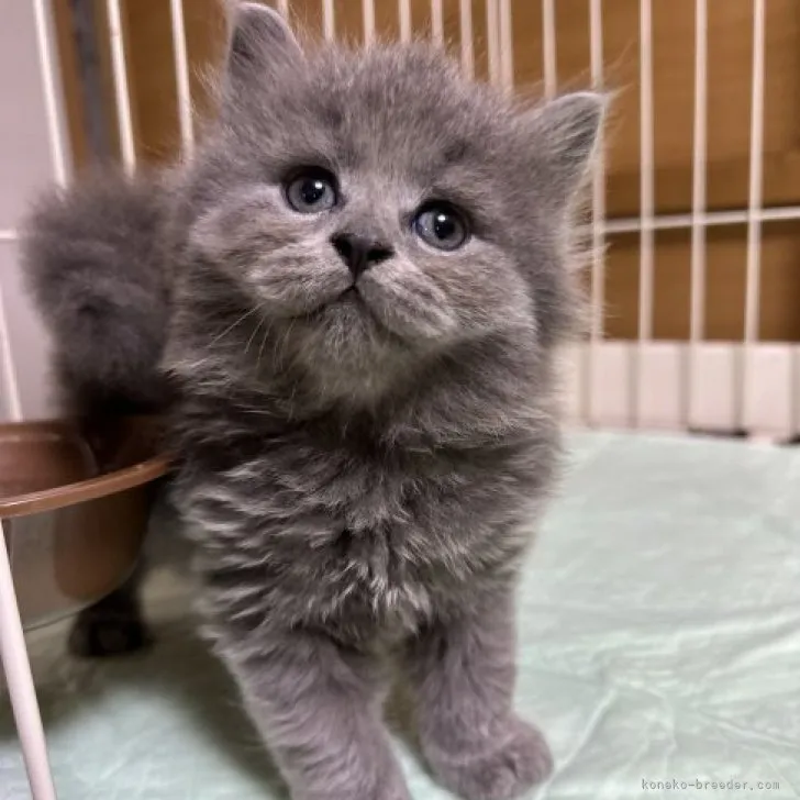 ID:2306-00357の子猫