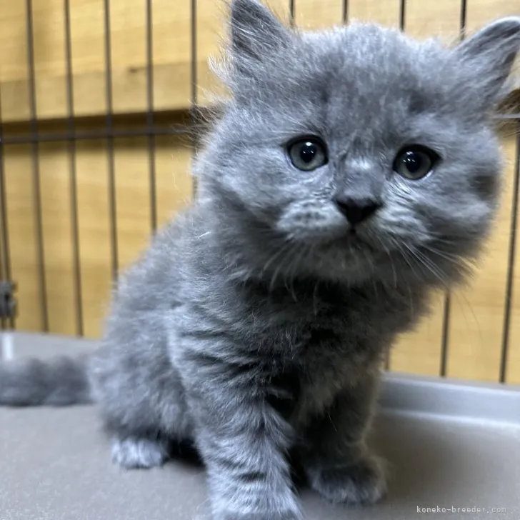 ID:2306-03364の子猫
