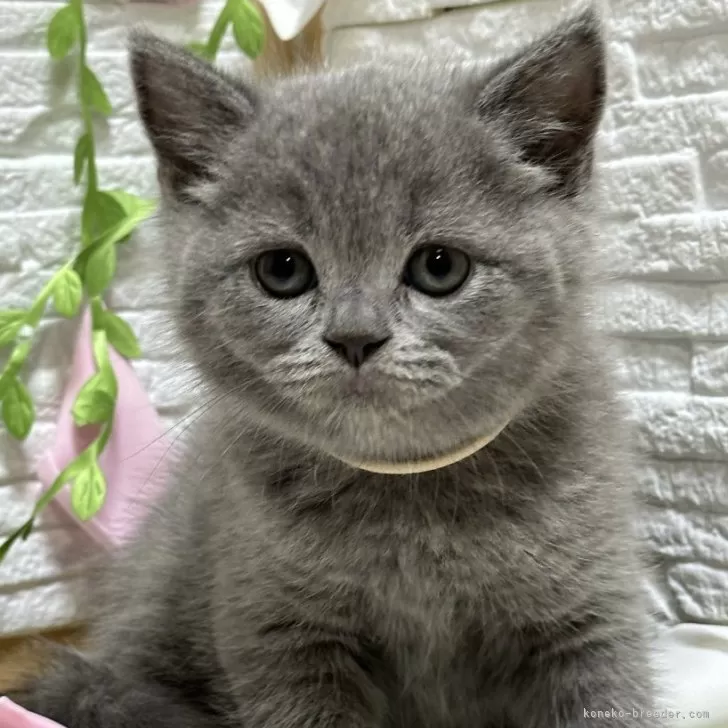 ID：2403-01854の子猫