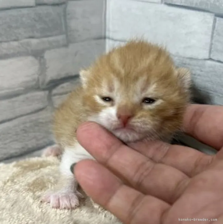 ID：2307-01323の子猫