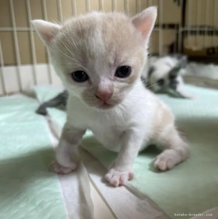 ID:2301-02108の子猫