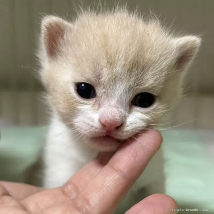 ID：2402-01316の子猫