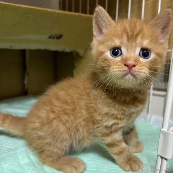 ID：2312-02839の子猫