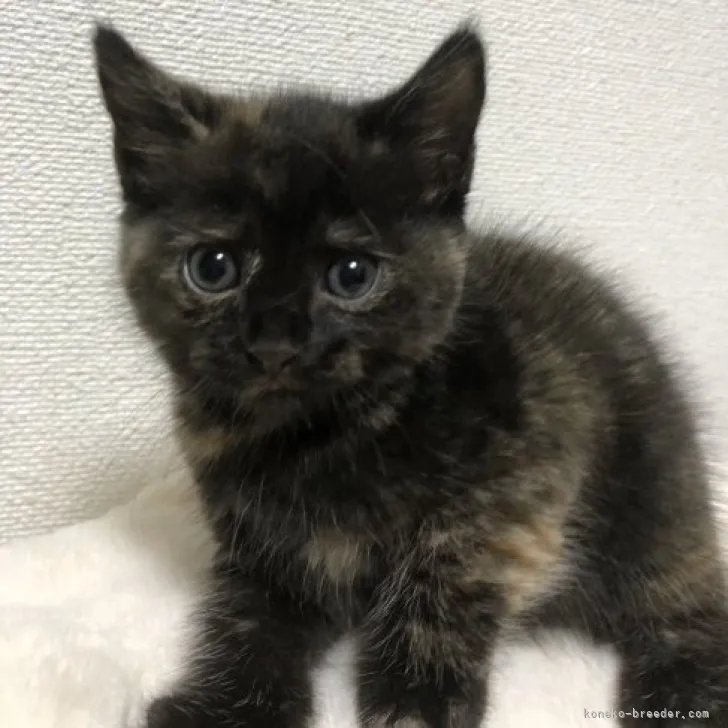 ID：2307-02436の子猫