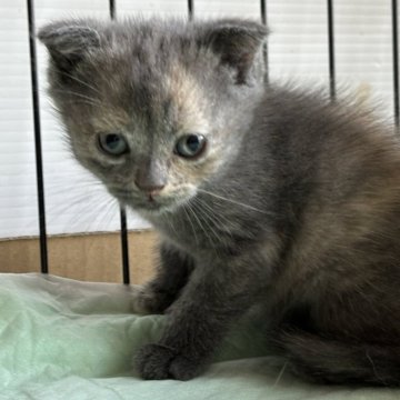 スコティッシュフォールド(立ち耳)【栃木県・女の子・2024年2月3日・ブルークリーム】の写真「ブルークリームの女の子」