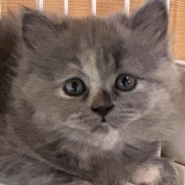 ブリティッシュロングヘア【栃木県・女の子・2023年10月17日・ブルークリーム】の写真「ブルークリームの女の子（3）」