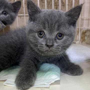 ブリティッシュショートヘア【栃木県・男の子・2023年10月3日・ブルー】の写真「ブルーの男の子（2）」