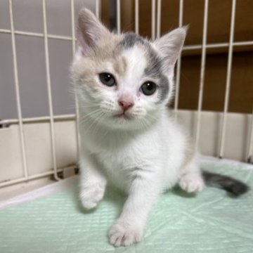 ブリティッシュショートヘア【栃木県・女の子・2023年8月24日・ダイリュートキャリコバン】の写真「ダイリュートキャリコの女の子（3）」