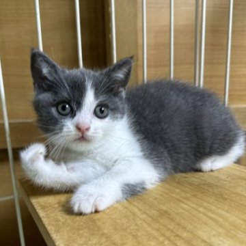 ブリティッシュショートヘア【栃木県・男の子・2023年8月24日・ブルー&ホワイト】の写真「ブルー＆ホワイトの男の子」